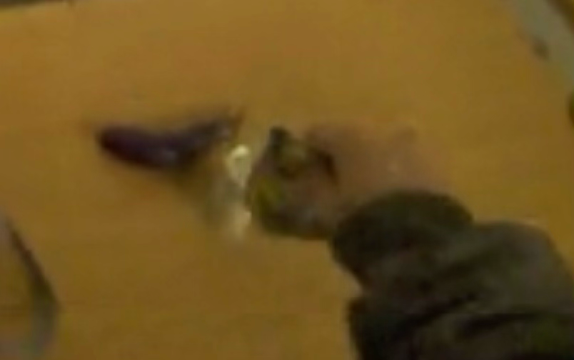 In-domain human demonstration, bag grocery